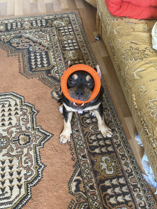 Американский булли