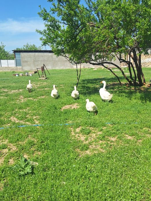 Гусиные яйца Линда