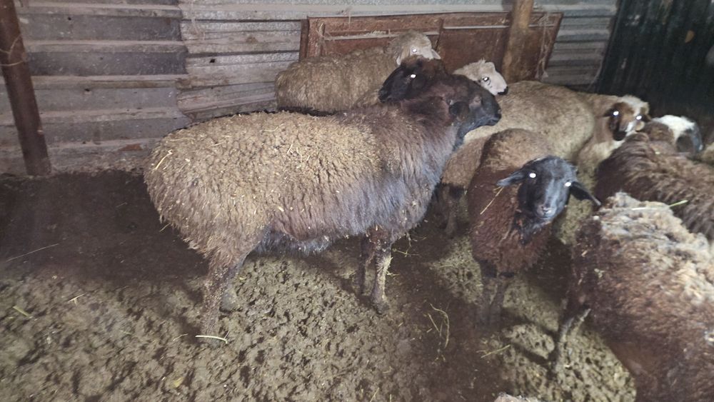 Қошқар сатылады.