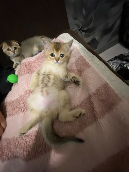 Котята шотланские
