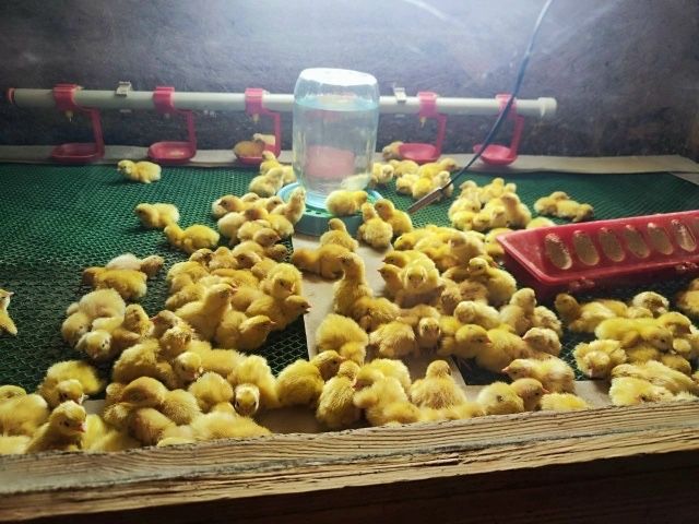 Цыплята Техасских перепелов