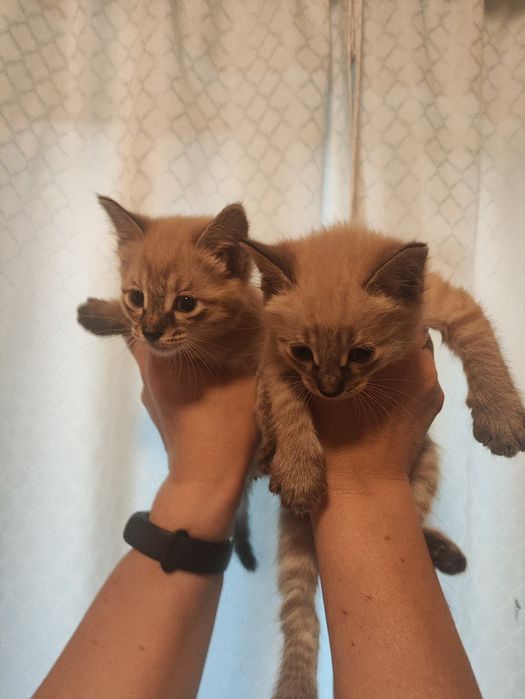 Продаются сиамские котята