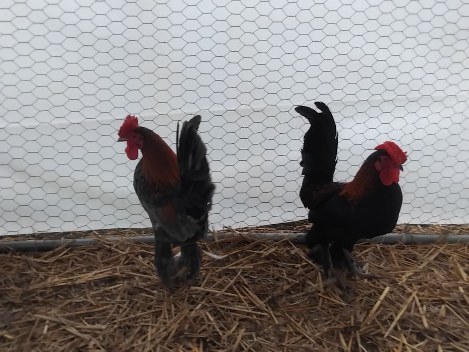 Vând cocoși pitici