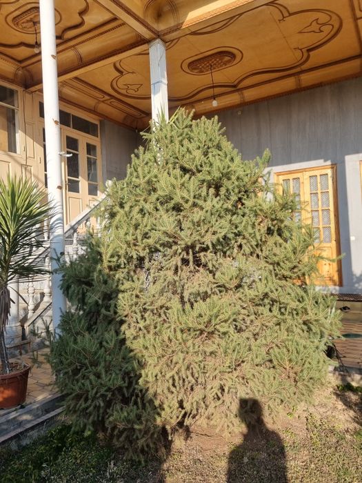 Galuboy yel Pixta,Голубой ёл Пихта