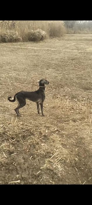 Тазы ит сатылады