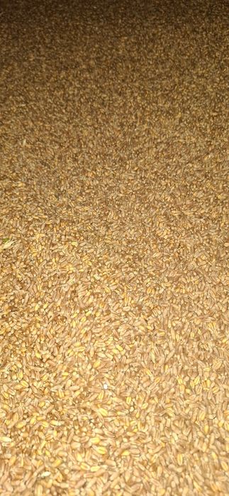 Vând porumb și grâu