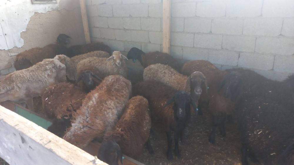 Продам баранав девачки