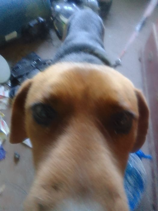 Продавам куче българско гонче младо здраво за прасета