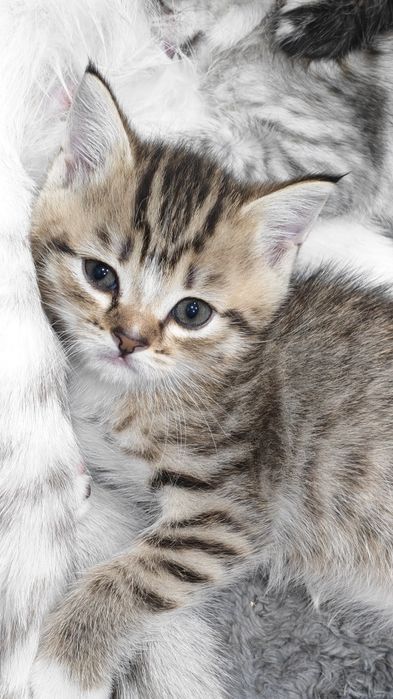 Отдам котят 1,5 месяца