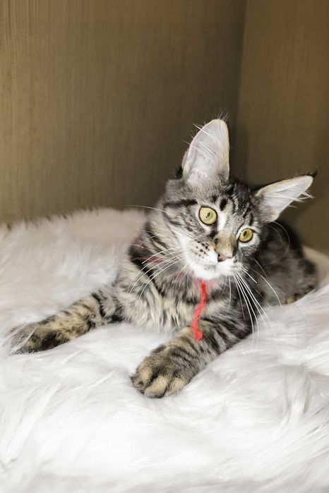PIXIE – Fetiță Maine Coon, 3,5 luni | Pedigree | www.lynxrunecode.com