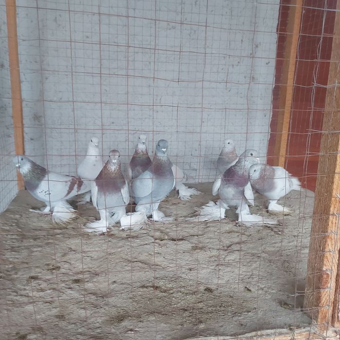 Рантовые лет игра разные