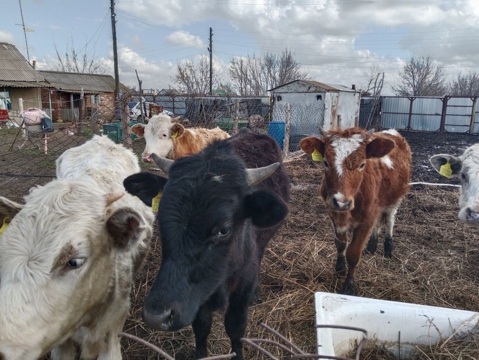 Продается бычки 3 штук