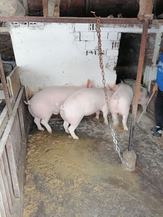 Продавам угоени прасета