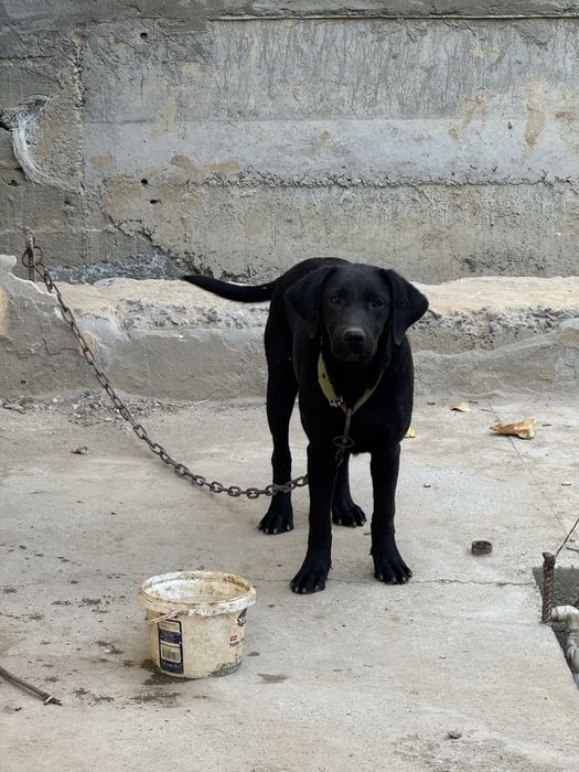 Продается лабродор черного цвета