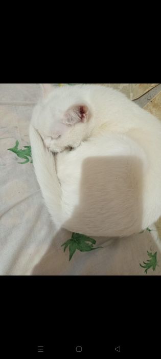 Отдам кошечку в добрые руки