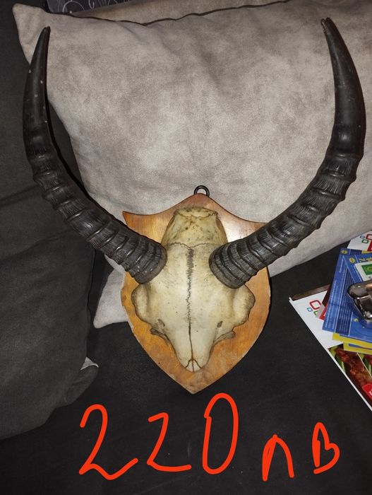 Различни Рога от срандаци