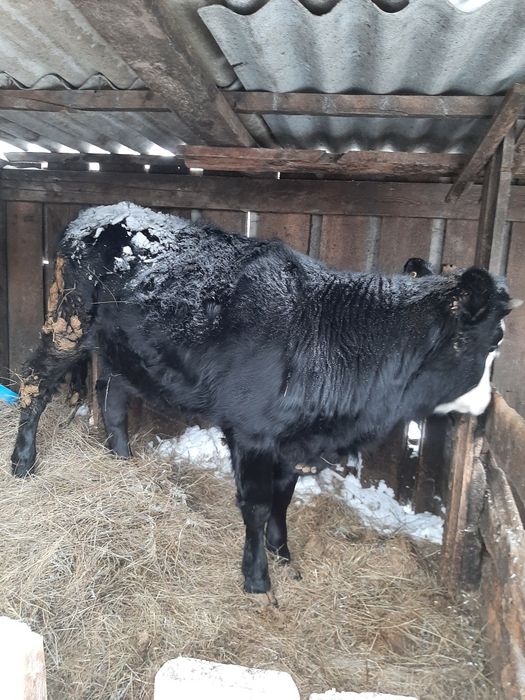 Продам телку в возросте 11 мес.