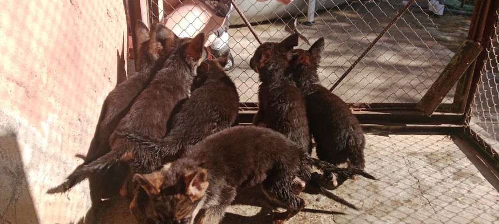 Продам щенят немецких овчарят