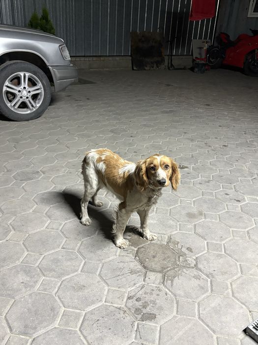 Руский спаниель на вязку