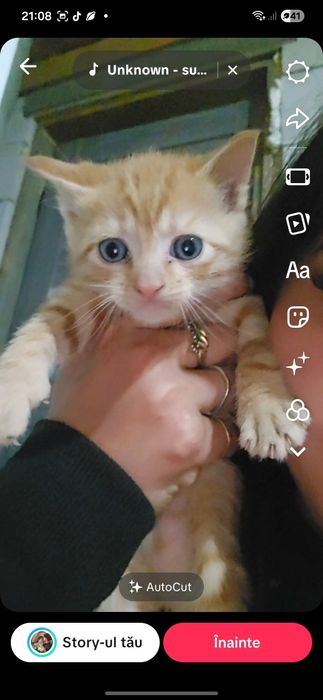 Pisici mici de adoptat