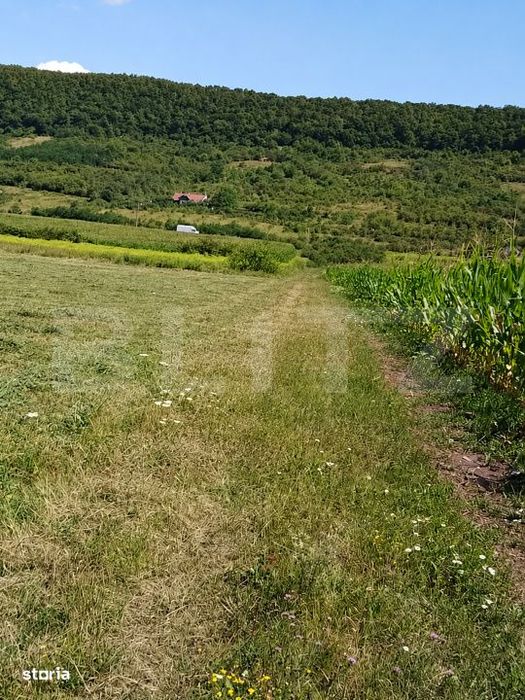 Teren extravilan 5.800 mp, impartit in 3 loturi, Viile Cristurului