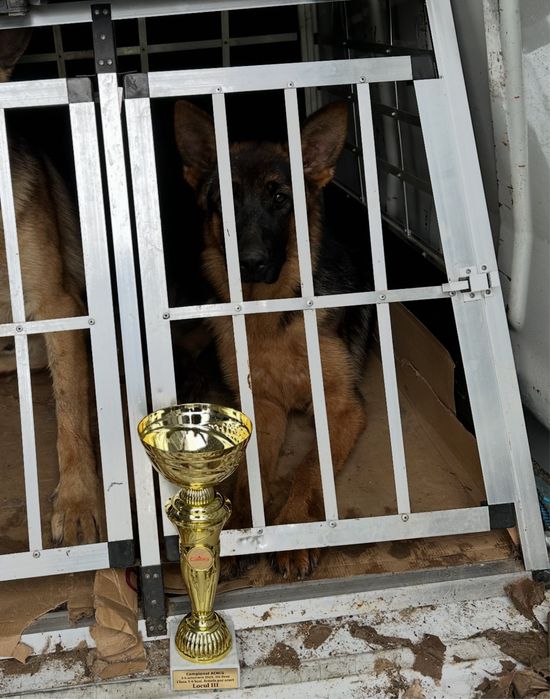 Femeluta Ciobanesc German de top cu arbitraj