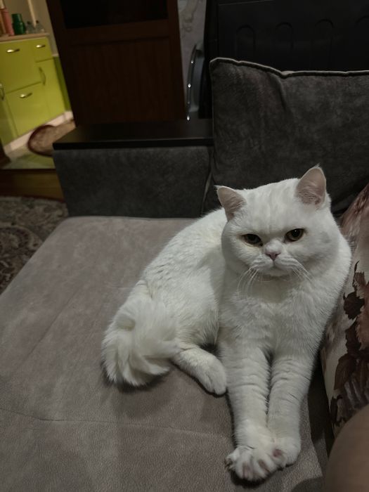 Кот приглашать к себе кошек вязка