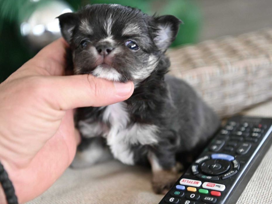 Мъжко дългокосместо миниатюрно чихуахуа