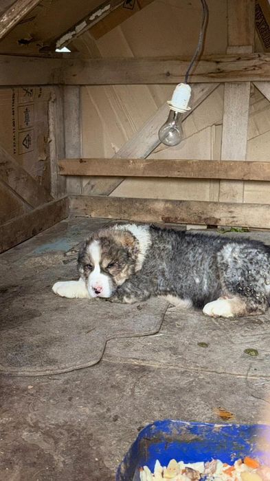 Продается щёнки Алабай