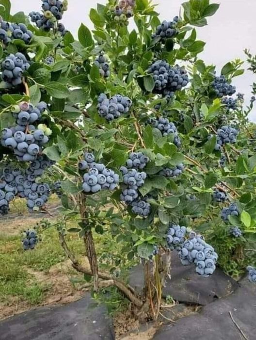 Pepiniera vindem Pomi fructiferi, Gutui, caisi,pruni,mure livram Ro