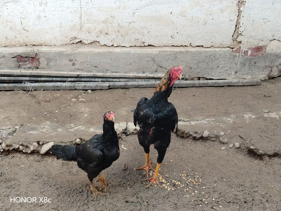 Сотилади дакан хороз