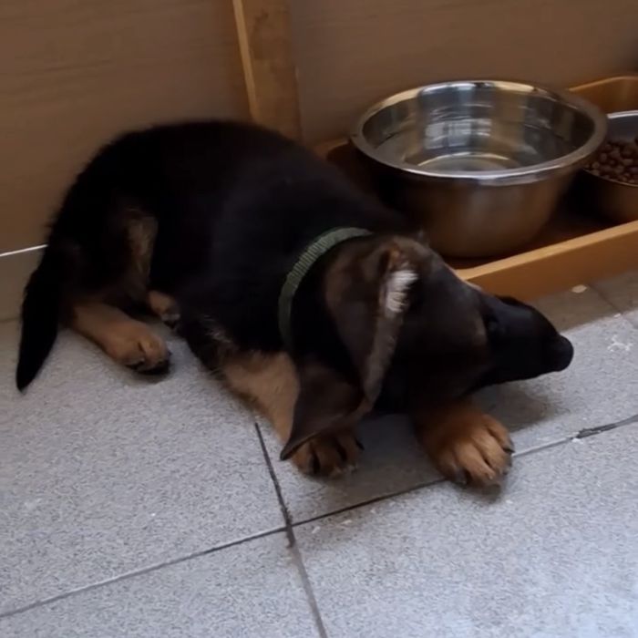 Немецкий овчарка