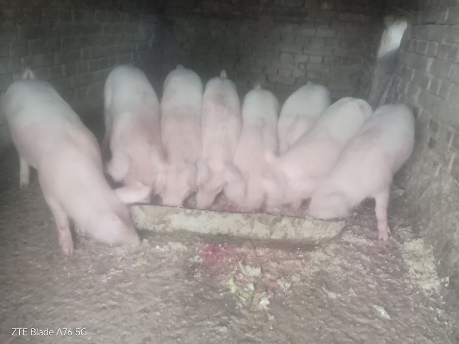 Продавам малки прасенца