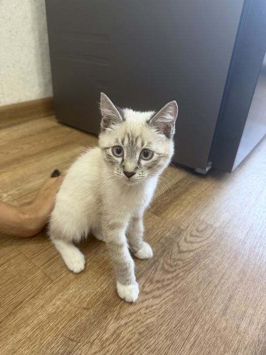 Отдам даром котенка