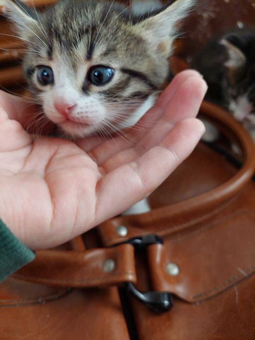 Ищем дом для малышей 1,5 мес