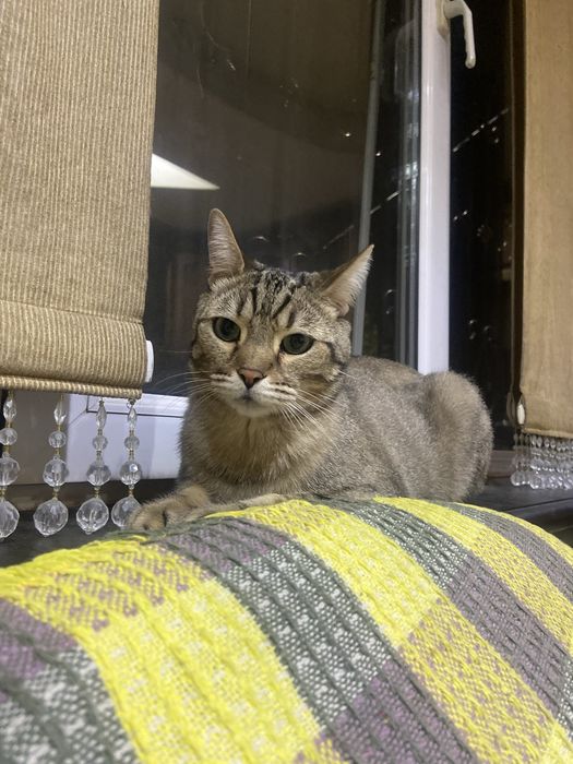 Отдаем кота даром в хорошие руки