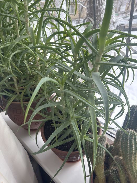 Продаю комнатные растения