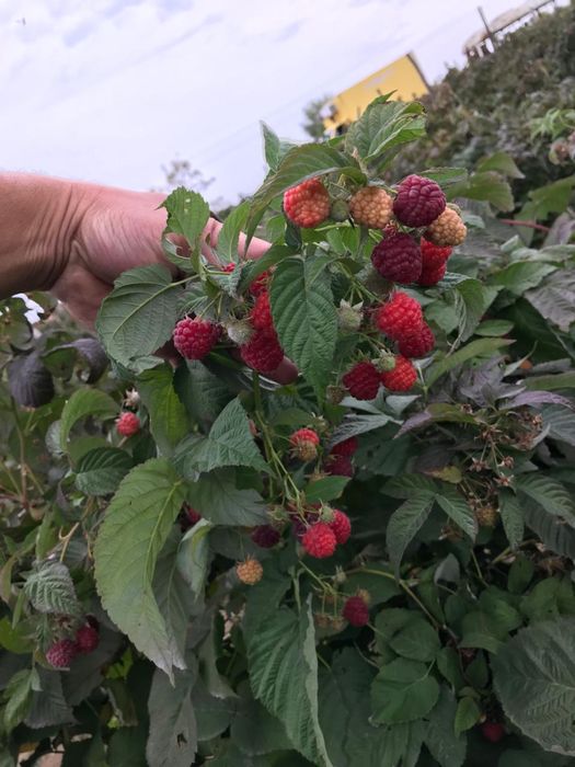 Саженцы малины сорта Поляна