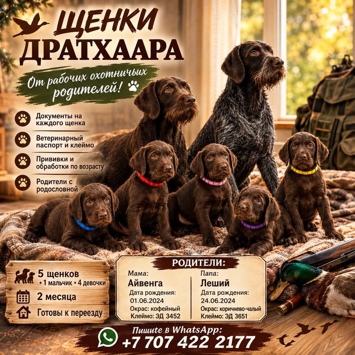 Щенки драатрхаров