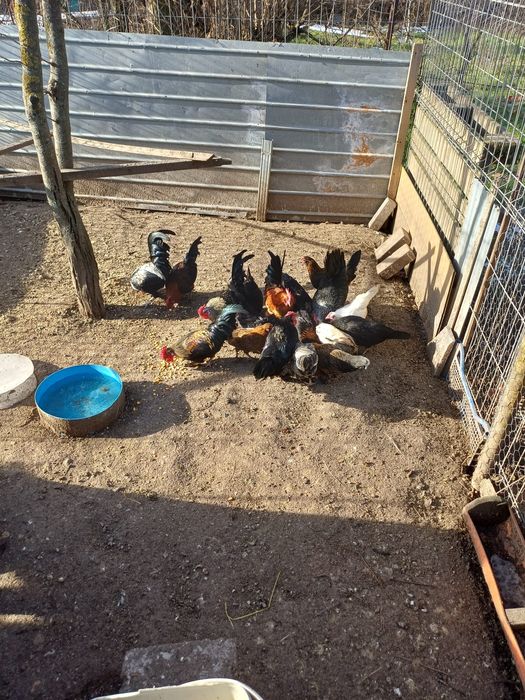 Vand gainuse + cocosi pitici