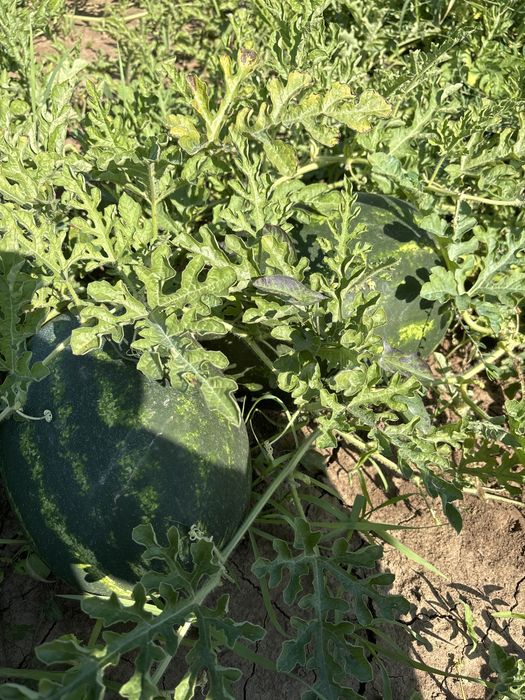 Pepene verde mirsini 7-12 kg
