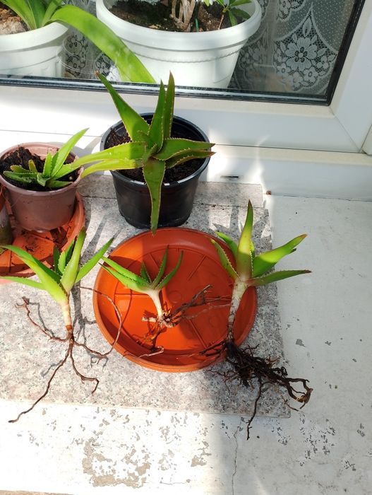 Стайни цветя, коренчета розмарин