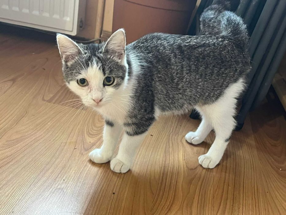 Donez pisica de 5 luni