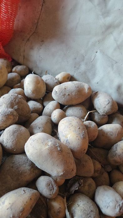 Продается картофель