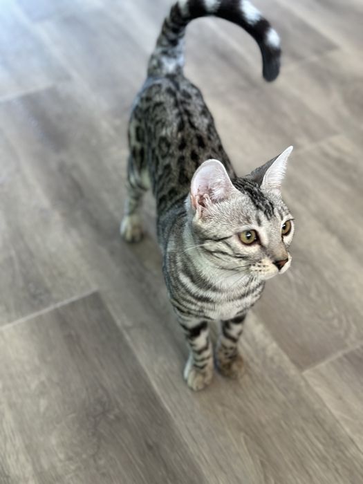 Бенгальска кошечка