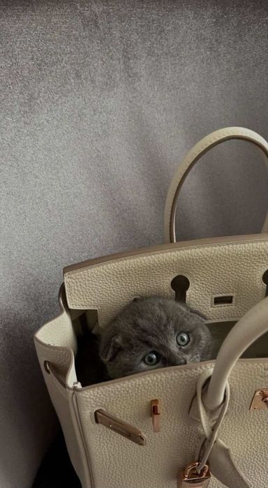 Продается котята