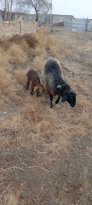 Qoy qozilar sotiladi ona bola