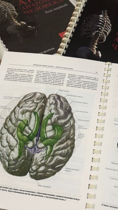 Атлас анатомии человека Синельников