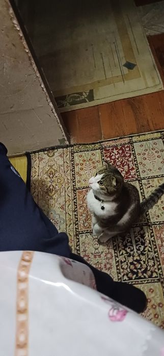 Кот по кличке Томик