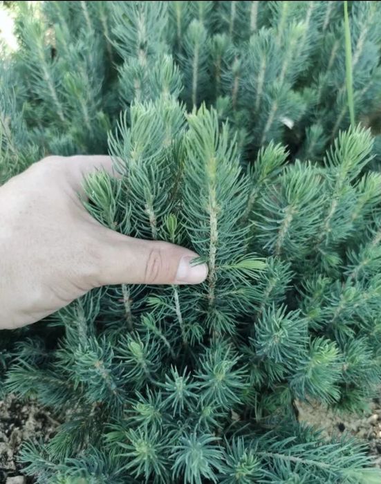 Sifatli Evropa ideal koʻchatlari